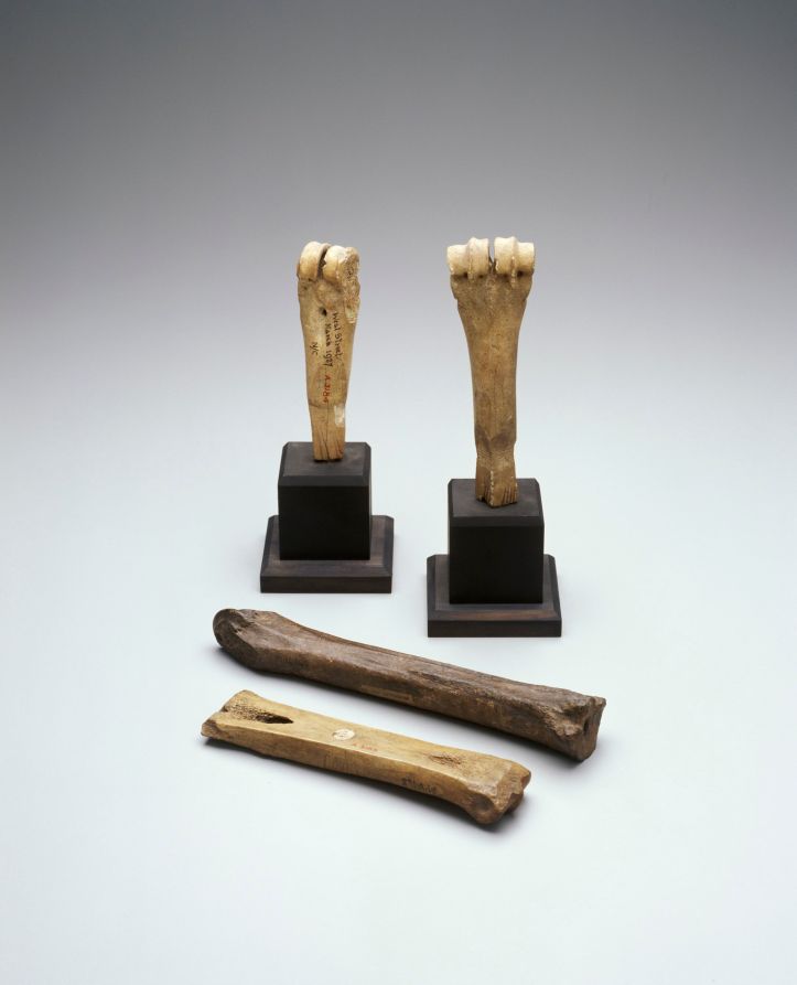 Four early modern pinners bones made from what appears to be bovine shanks