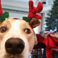 A dog with antlers on his head